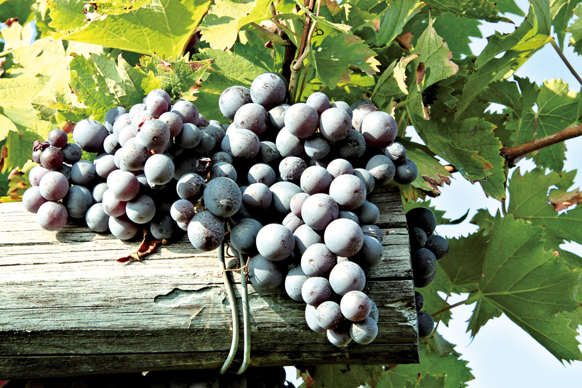 Nada酒莊的葡萄酒，主要釀自Nebbiolo葡萄。