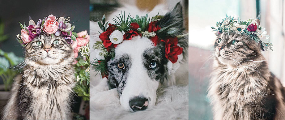 貓貓狗狗頭戴花冠華貴模樣令人驚艷 大紀元時報香港 獨立敢言的良心媒體