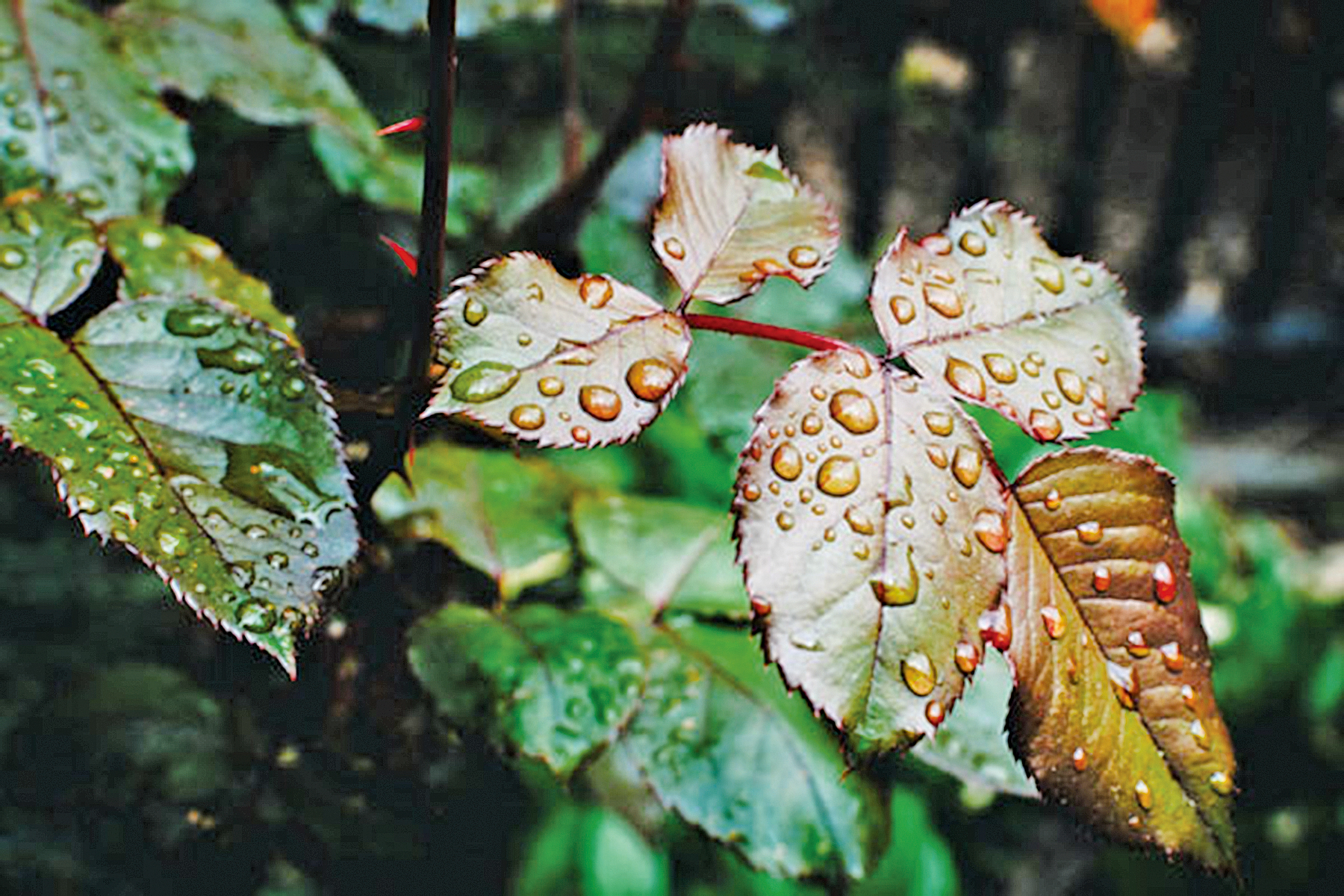 秋雨綿綿 雨落成詩 你身邊的雨 下成了哪首詩 大紀元時報香港 獨立敢言的良心媒體 秋雨綿綿 雨落成詩 你身邊的雨 下成了哪首詩 大紀元時報香港 獨立敢言的良心媒體