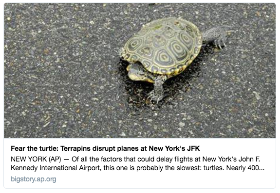 鑽紋龜闖進紐約甘迺迪機場跑道。（推特擷圖）
