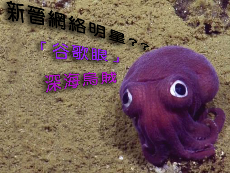 這隻 谷歌眼 深海烏賊是新晉網絡明星 大紀元時報香港 獨立敢言的良心媒體