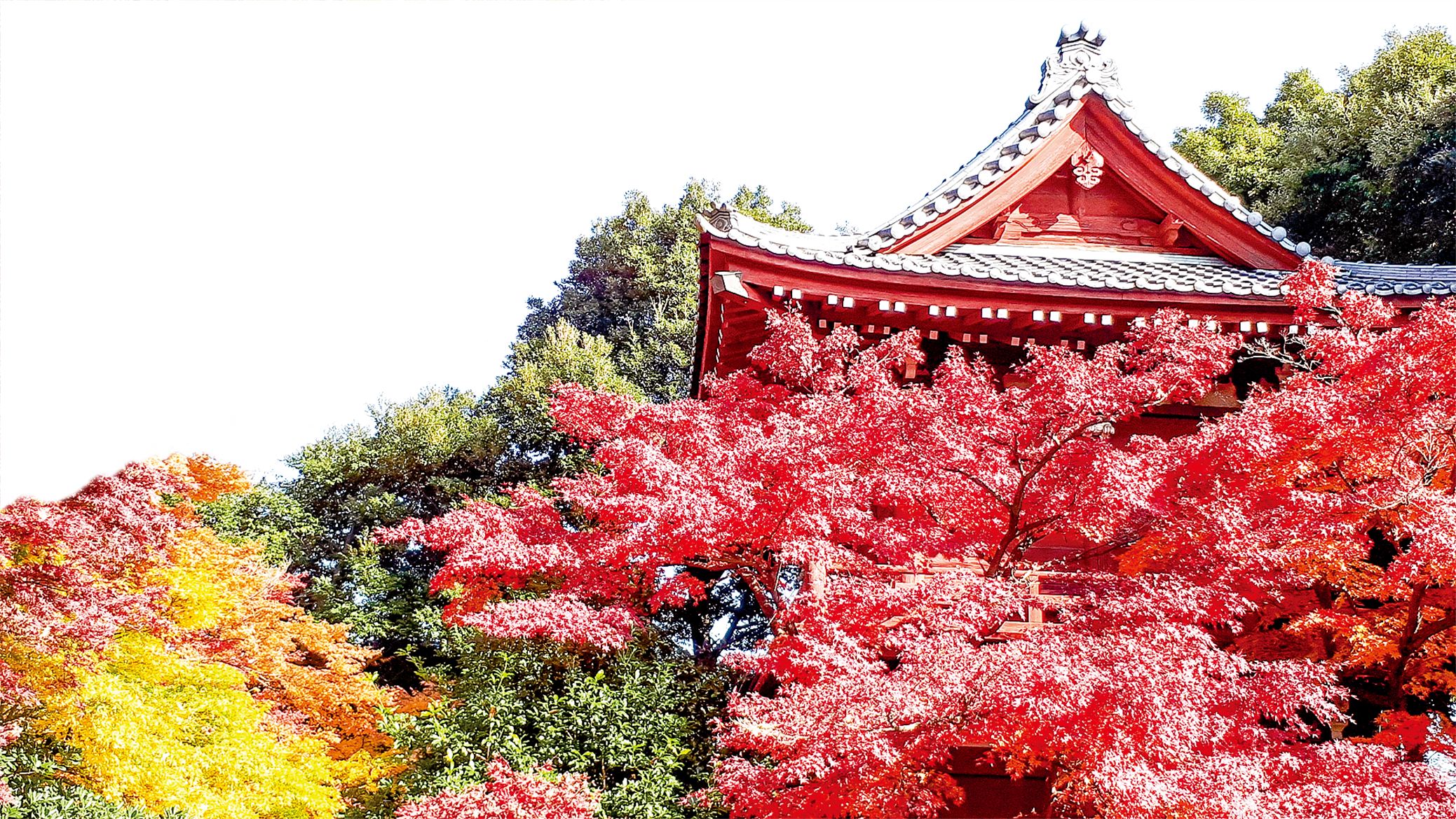 花意詩心 霜楓紅於二月花楓香坡念帝堯 大紀元時報香港 獨立敢言的良心媒體 花意詩心 霜楓紅於二月花楓香坡念帝堯 大紀元時報香港 獨立敢言的良心媒體