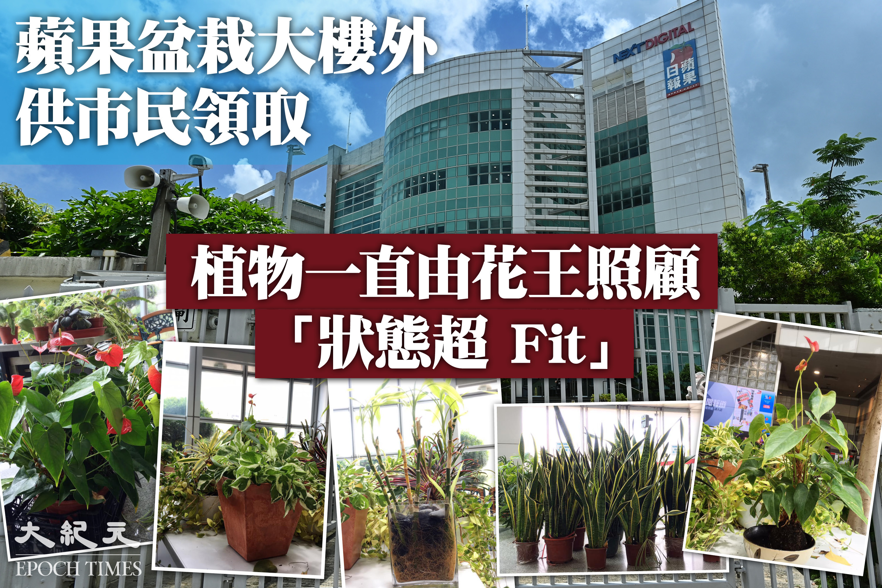 蘋果停運五十盆植物無人領走員工放大樓外供人取 大紀元時報香港 獨立敢言的良心媒體