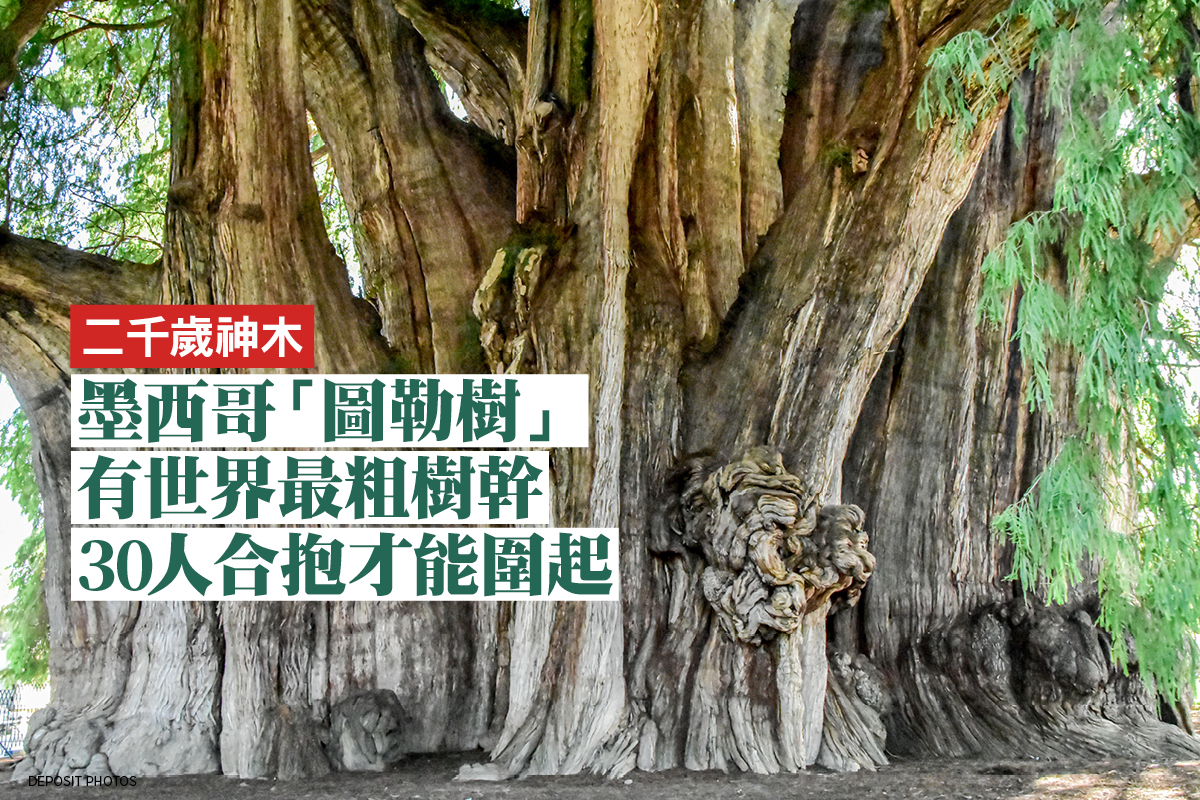 墨西哥二千歲神木有世界最粗樹幹周長42米 大紀元時報香港 獨立敢言的良心媒體