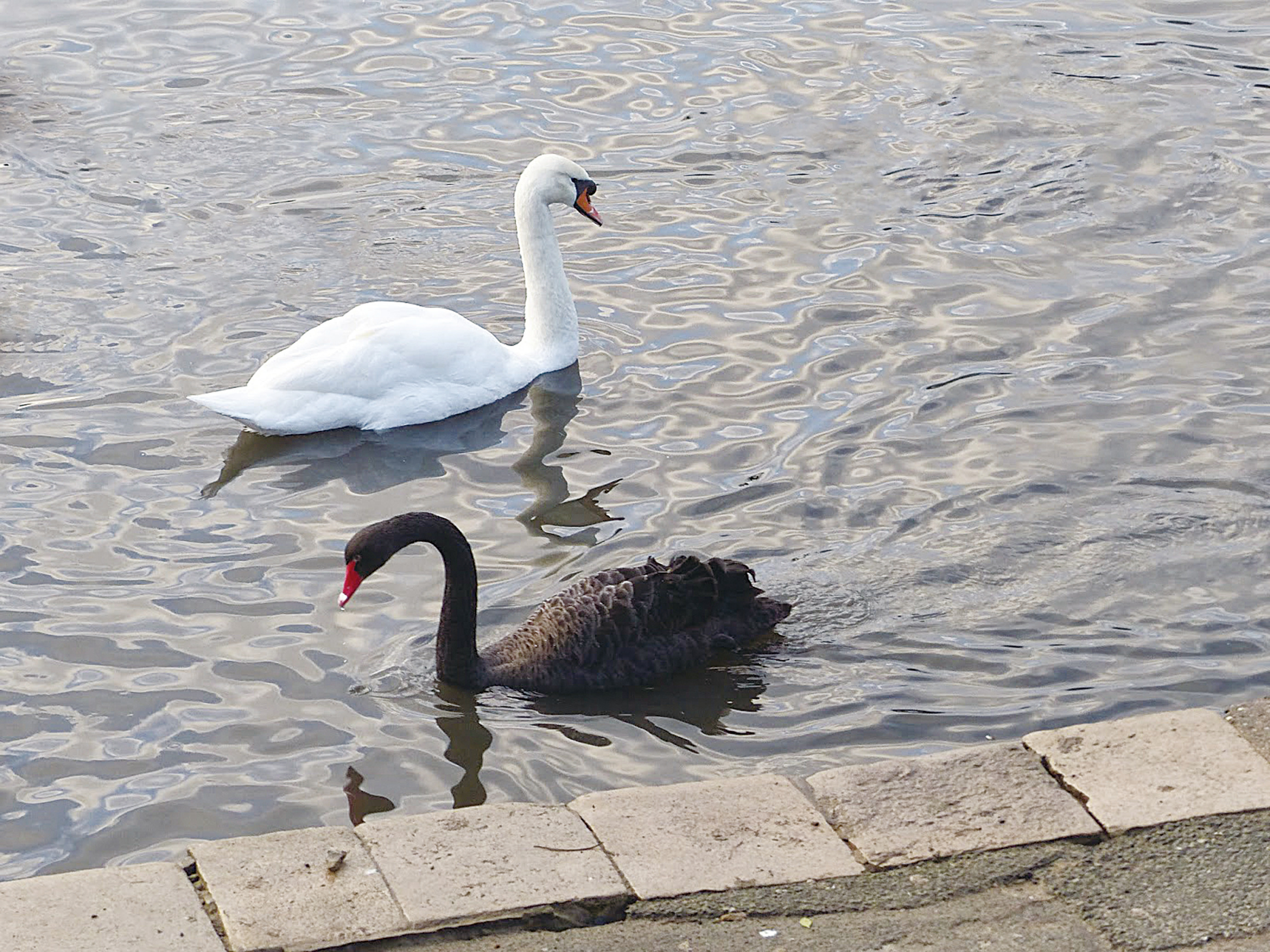 Black swan theory｜Tag｜大紀元時報香港｜獨立敢言的良心媒體