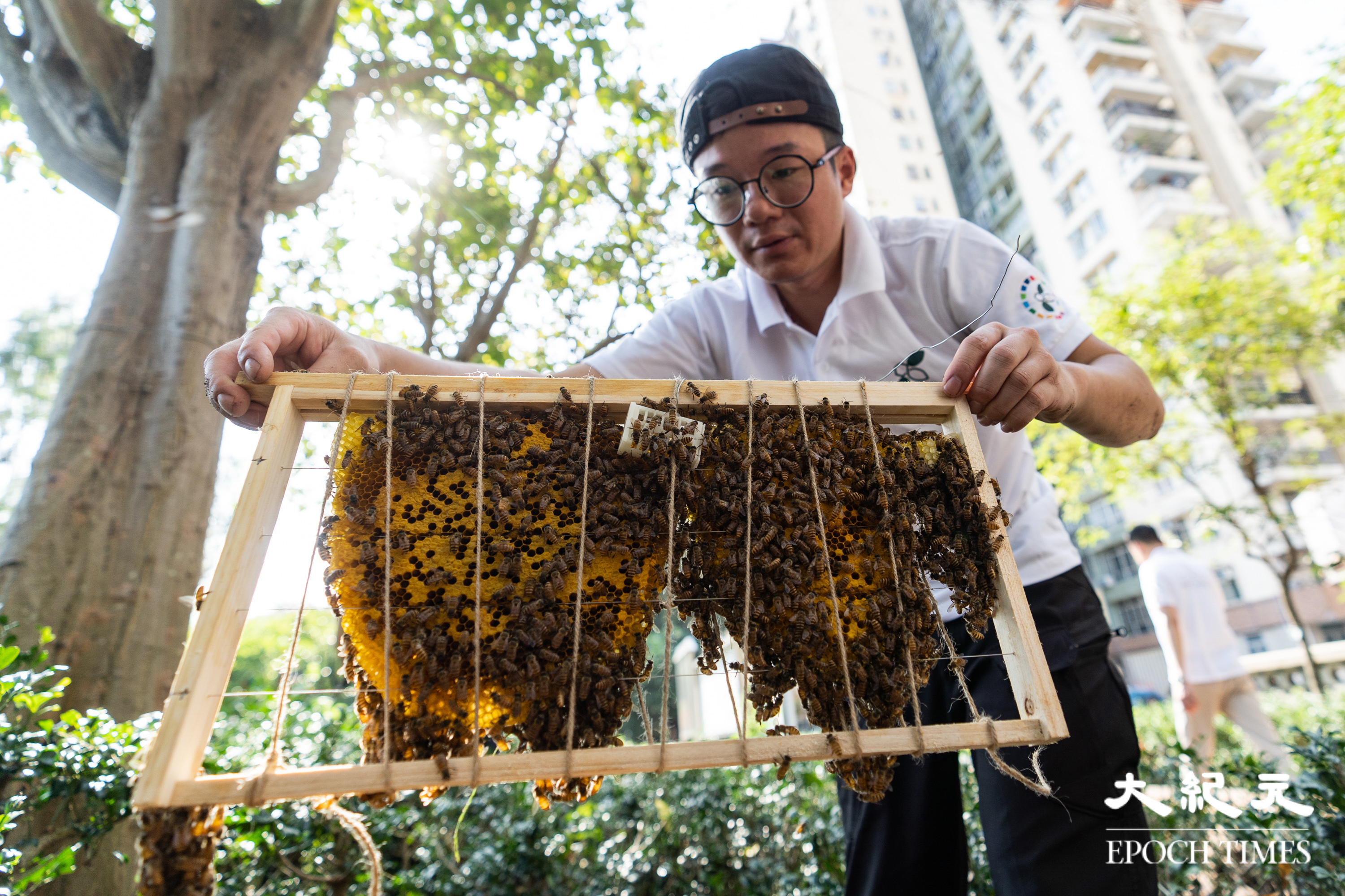 【圖輯】蜜蜂不惡 也惡不起 鬧市中協助小蜜蜂的採蜂者