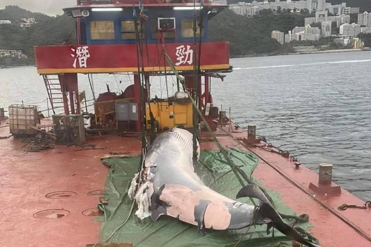 海洋公園：鯨魚背上有新傷（有片）｜大紀元時報香港｜獨立敢言的良心媒體