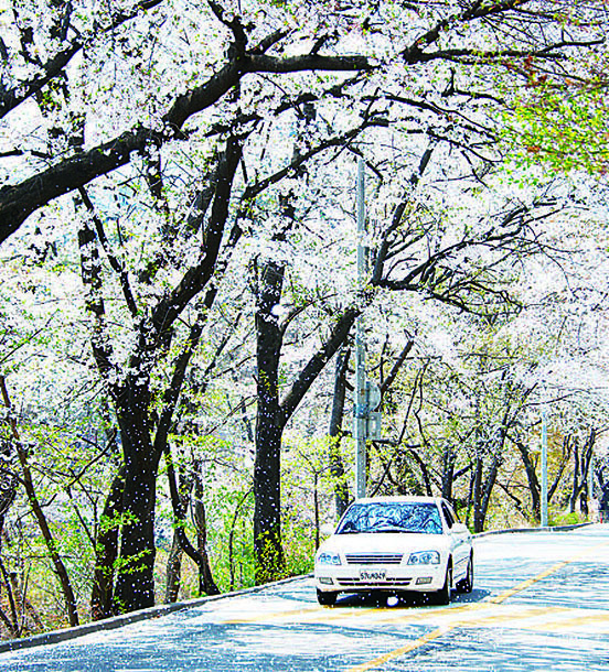 櫻花花瓣飄落的廣津區華克山莊兜風路。