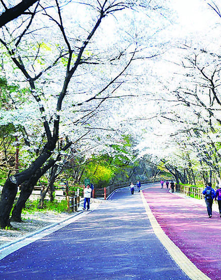 南山公園櫻花散步路。