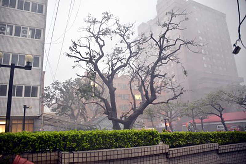 強颱尼伯特8日凌晨從台東登陸，台東整夜狂風暴雨，台東縣政府列管的百年老榕樹，原枝葉茂盛，一夜後變成光禿禿。（中央社）
