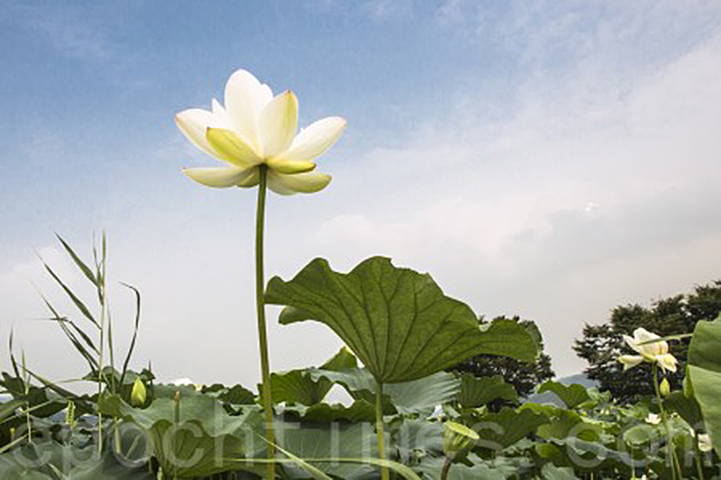 韓國京畿道洗美苑蓮花盛開。（全景林／大紀元）