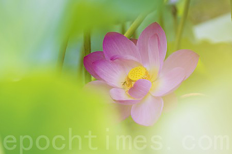 韓國京畿道洗美苑蓮花盛開。（全景林／大紀元）