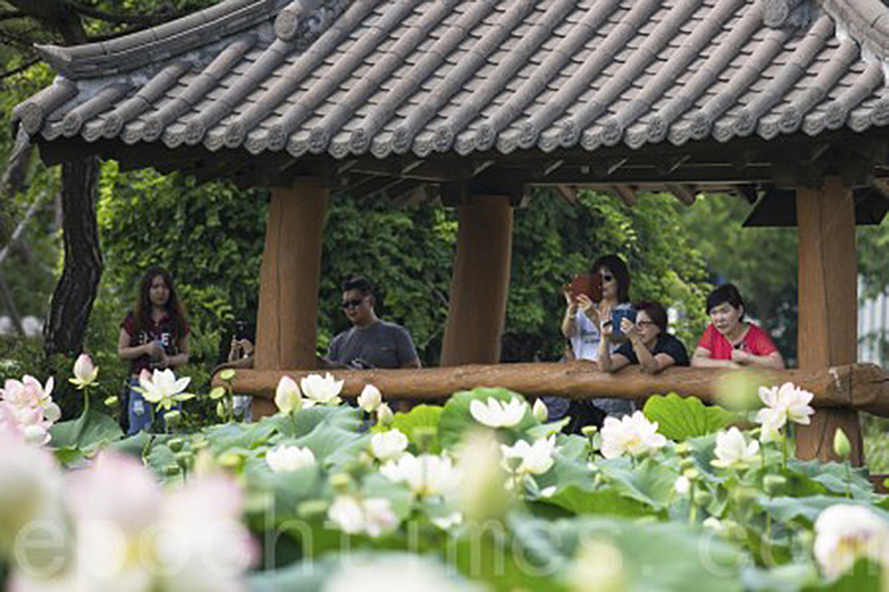 韓國京畿道洗美苑蓮花盛開，遊客紛紛拍照。（全景林／大紀元）