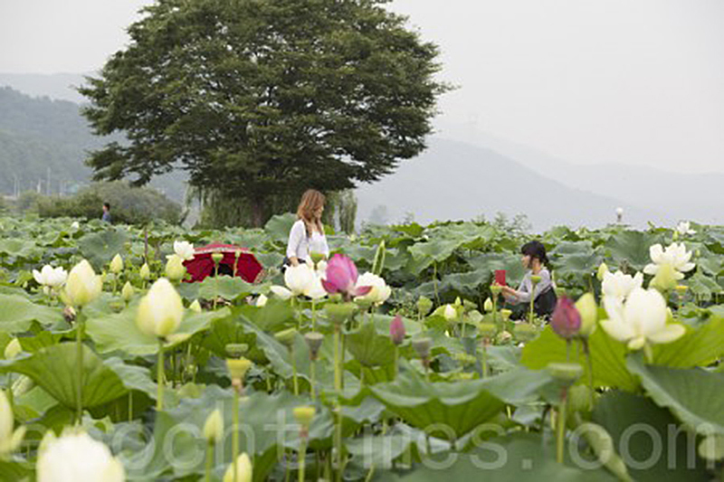 韓國京畿道洗美苑蓮花盛開，遊客紛紛拍照。（全景林／大紀元）