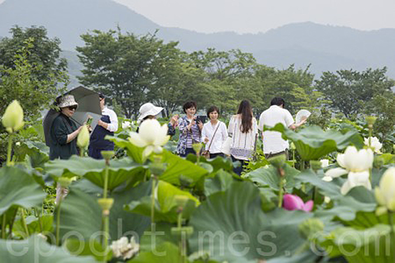 韓國京畿道洗美苑蓮花盛開，遊客紛紛拍照。（全景林／大紀元）