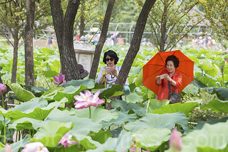 韓國京畿道洗美苑蓮花盛開，遊客紛紛拍照。（全景林／大紀元）