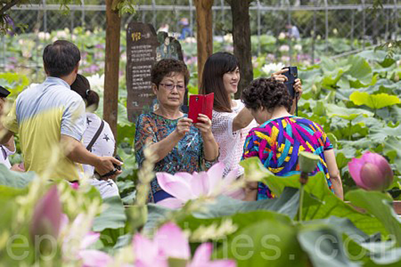韓國京畿道洗美苑蓮花盛開，遊客紛紛拍照。（全景林／大紀元）