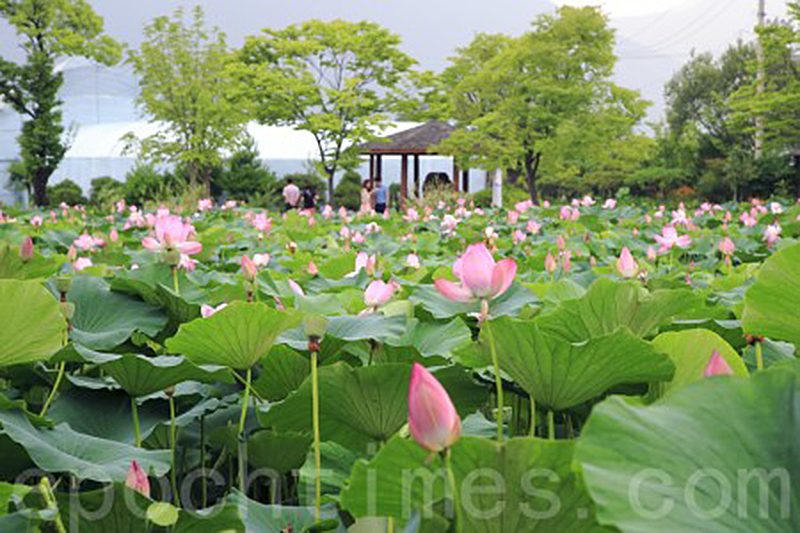韓國京畿道洗美苑蓮花盛開，美不勝收。（全景林／大紀元）