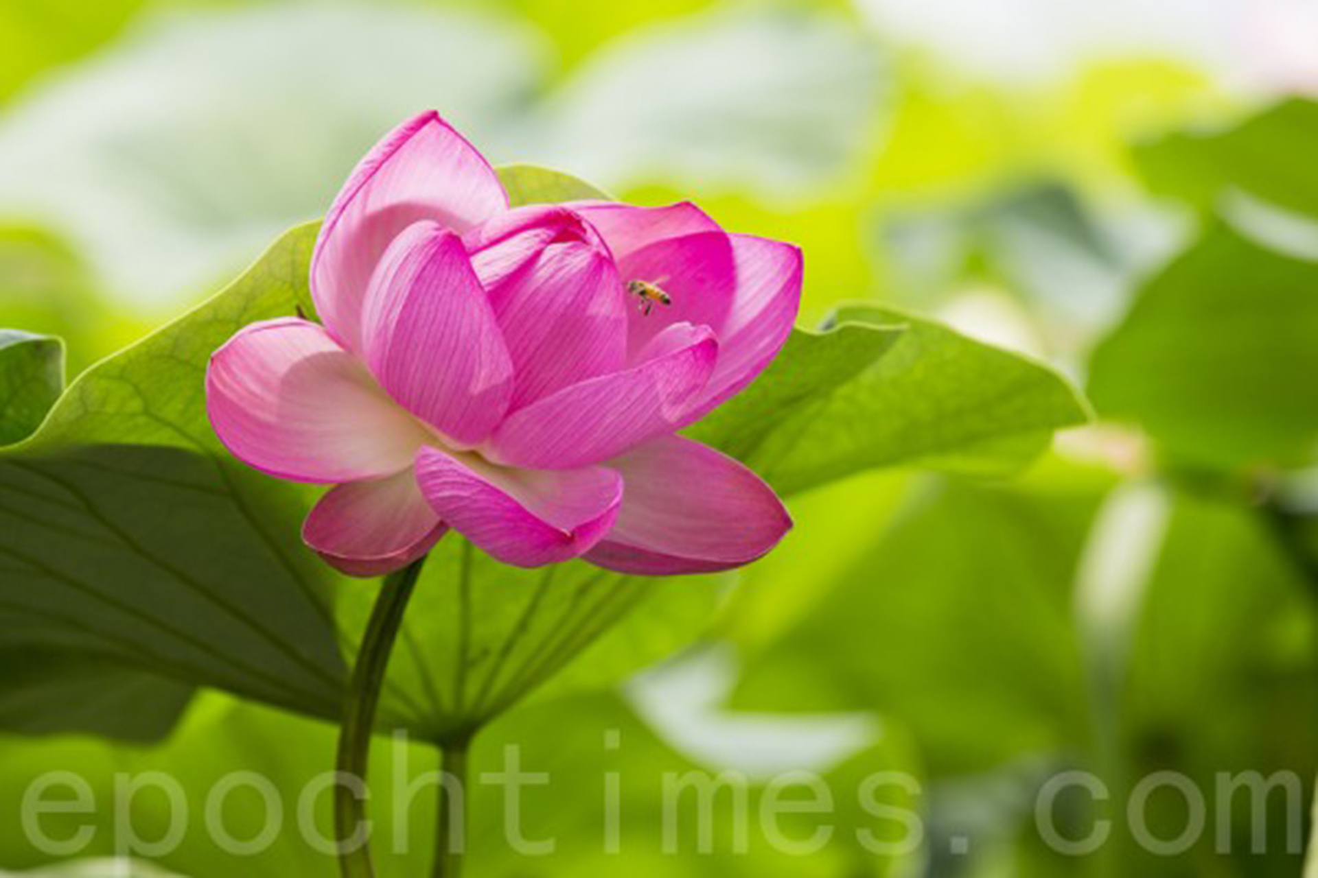 觀水洗心、觀花美心，韓國京畿道洗美苑蓮花美不勝收。（全景林／大紀元）