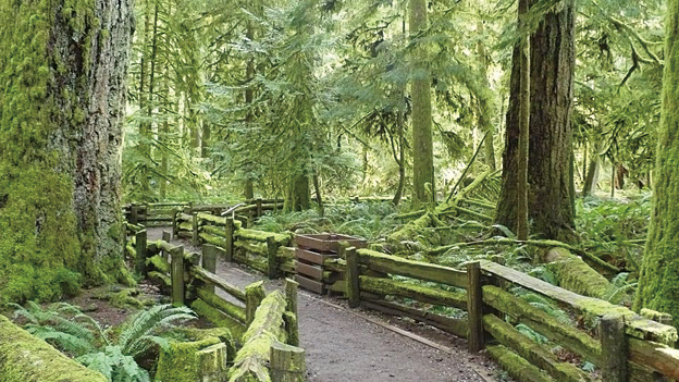 卑詩教堂園林(Cathedral Grove)
