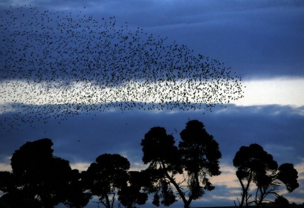 2005年12月26日阿爾及利亞上空的椋鳥群。 (FAYEZ NURELDINE/AFP/Getty Images)