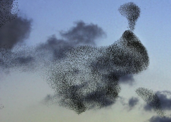 2006年1月15日阿爾及利亞上空的椋鳥群。 (FAYEZ NURELDINE/AFP/Getty Images)