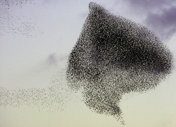 2006年1月15日阿爾及利亞上空的椋鳥群。 (FAYEZ NURELDINE/AFP/Getty Images)