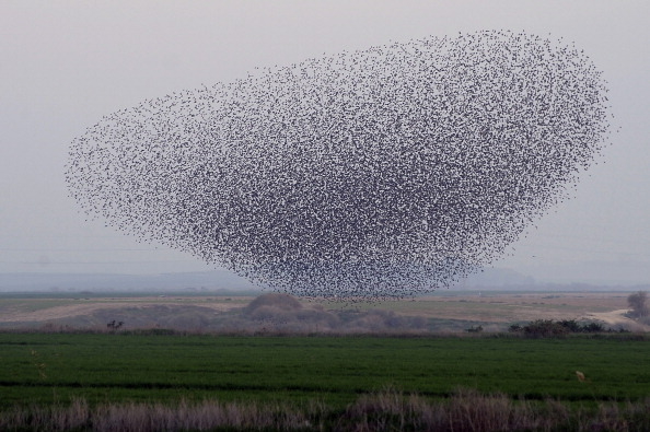 2013年1月25日以色列南部的椋鳥群。(DAVID BUIMOVITCH/AFP/Getty Images)