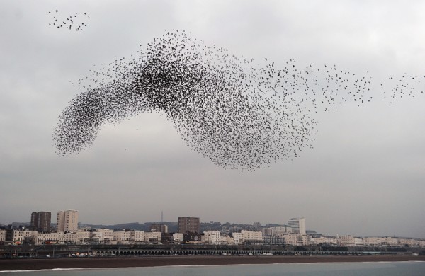 2011年2月22日飛過英國布萊頓海岸的椋鳥群。(GABRIEL BOUYS/AFP/Getty Images)