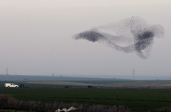 2013年1月25日以色列南部的椋鳥群。(DAVID BUIMOVITCH/AFP/Getty Images)