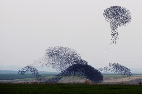 2013年1月25日以色列南部的椋鳥群。(DAVID BUIMOVITCH/AFP/Getty Images)