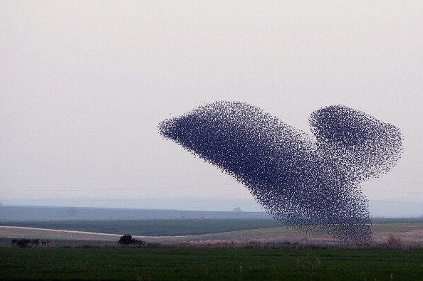 2013年1月25日以色列南部的椋鳥群。(DAVID BUIMOVITCH/AFP/Getty Images)