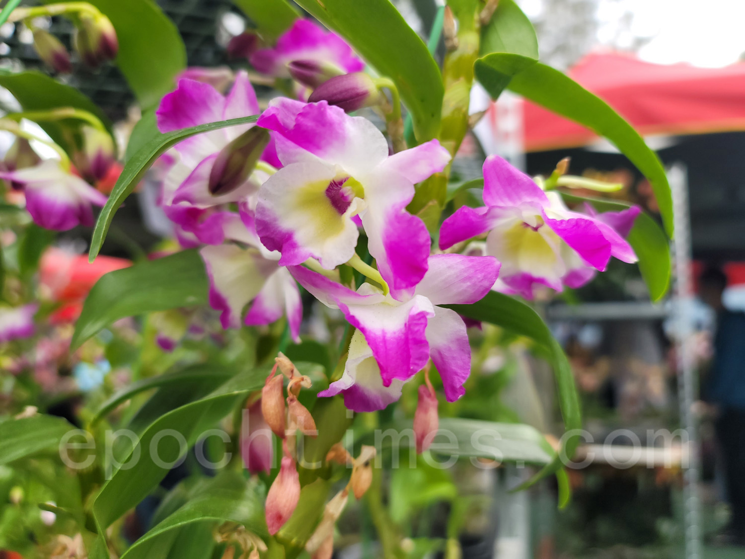 維園年宵花市的花朵。（霄龍／大紀元）