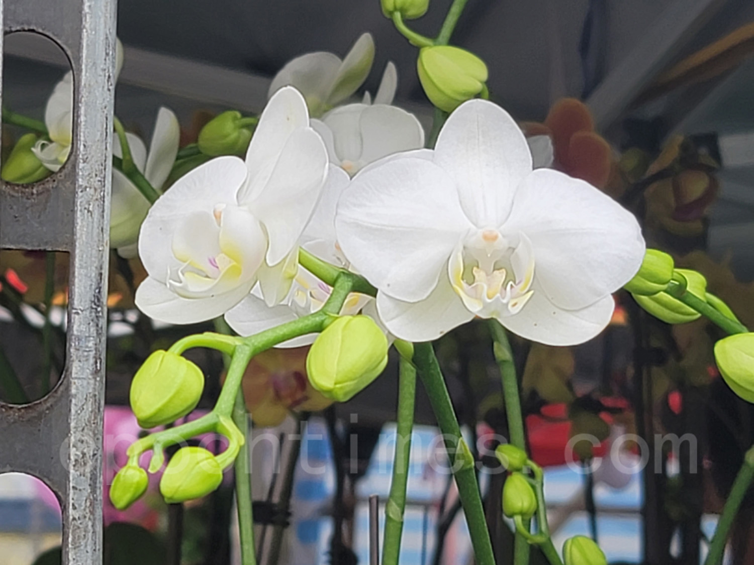 維園年宵花市的蘭花。（霄龍／大紀元）