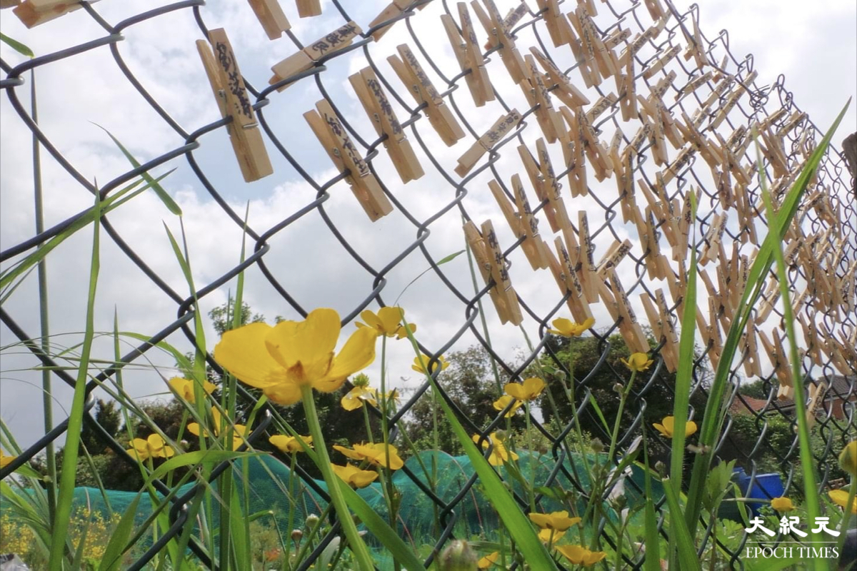 前香港駐北京六四記者蔡淑芳，把後花園變身成「六四紀念園」，以自己的方式悼念六四32周年。（蔡淑芳提供）