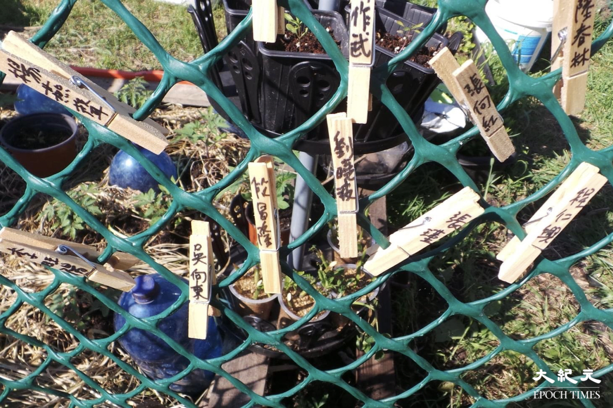 前香港駐北京六四記者蔡淑芳，把後花園變身成「六四紀念園」，以自己的方式悼念六四32周年。（蔡淑芳提供）