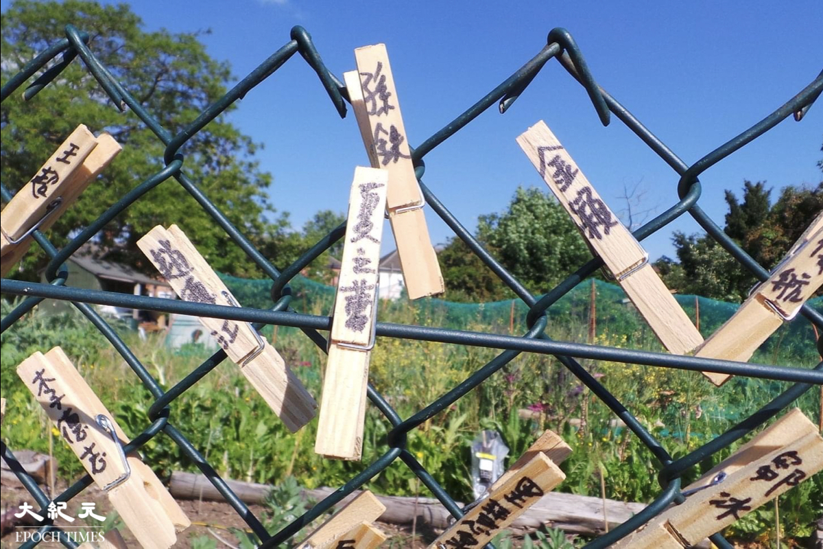 前香港駐北京六四記者蔡淑芳，把後花園變身成「六四紀念園」，以自己的方式悼念六四32周年。（蔡淑芳提供）