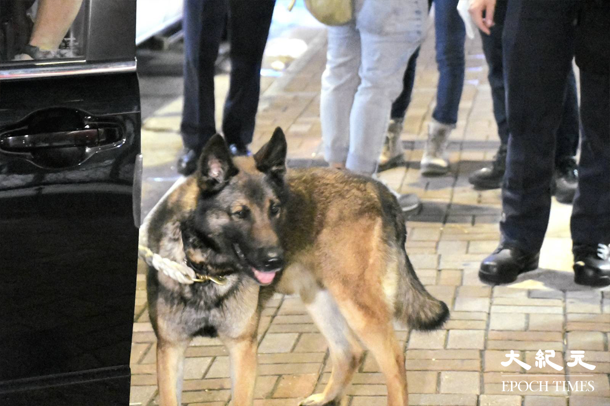 緝毒組探員帶同緝毒犬奉召到場，向涉案7人車仔細搜證。(麥碧/大紀元)