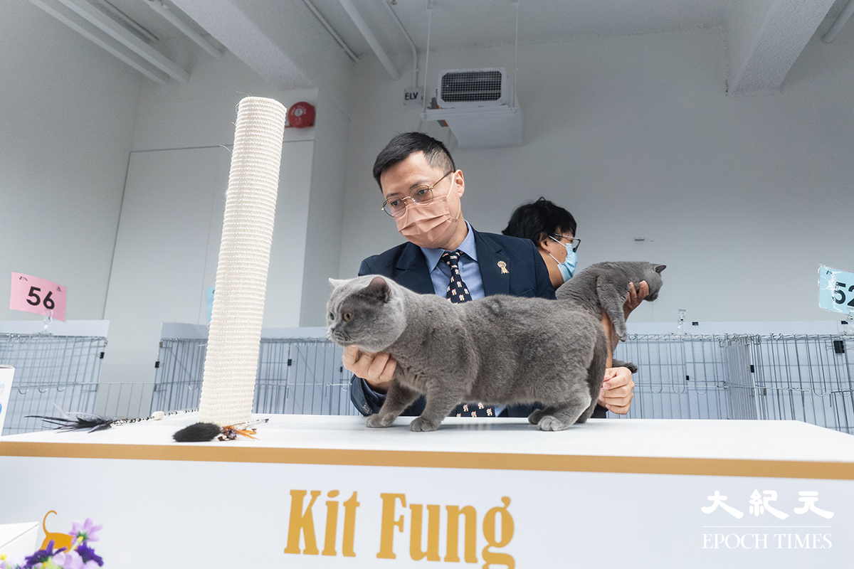 CFA世界級專業評審根據國際賽標準，觀察貓咪的毛色、體型、眼睛及活動能力等，做出評分。（劉駿軒／大紀元）
