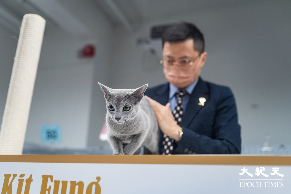 CFA世界級專業評審根據國際賽標準，觀察貓咪的毛色、體型、眼睛及活動能力等，做出評分。（劉駿軒／大紀元）