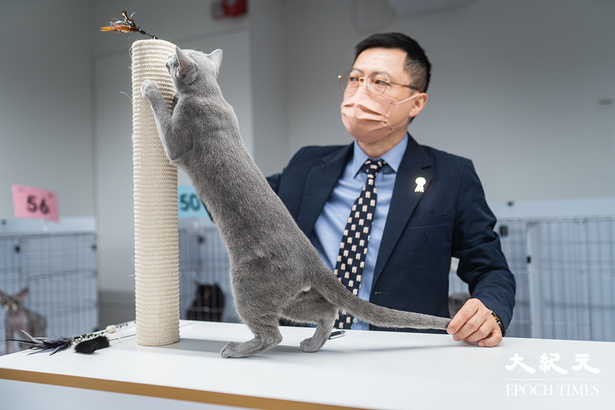 CFA世界級專業評審根據國際賽標準，觀察貓咪的毛色、體型、眼睛及活動能力等，做出評分。（劉駿軒／大紀元）