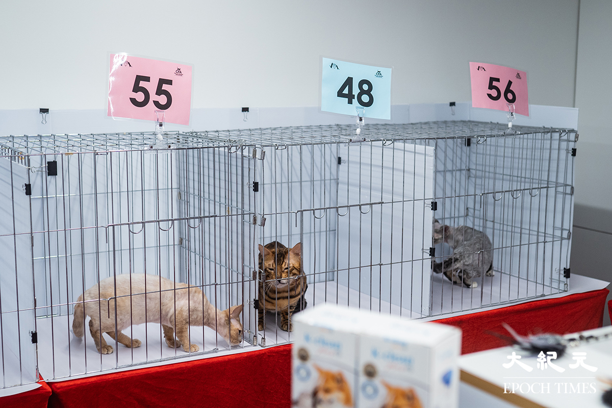 近百貓咪今明兩日參加國際愛貓聯合會（CFA）香港註冊分會舉辦的選美比賽。（劉駿軒／大紀元）