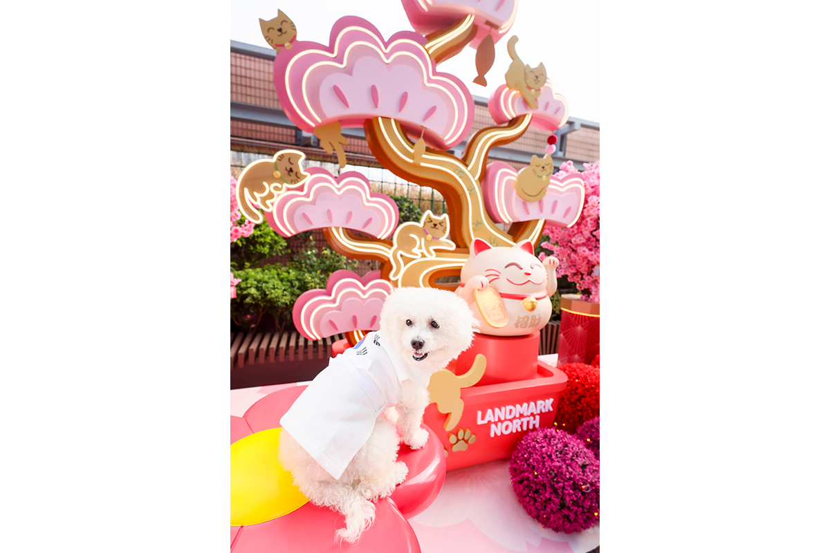 上水廣場於2月份舉辦「犬の道場」，結合犬隻花式訓練與跆拳道考帶制度的課程。（上水廣場提供）