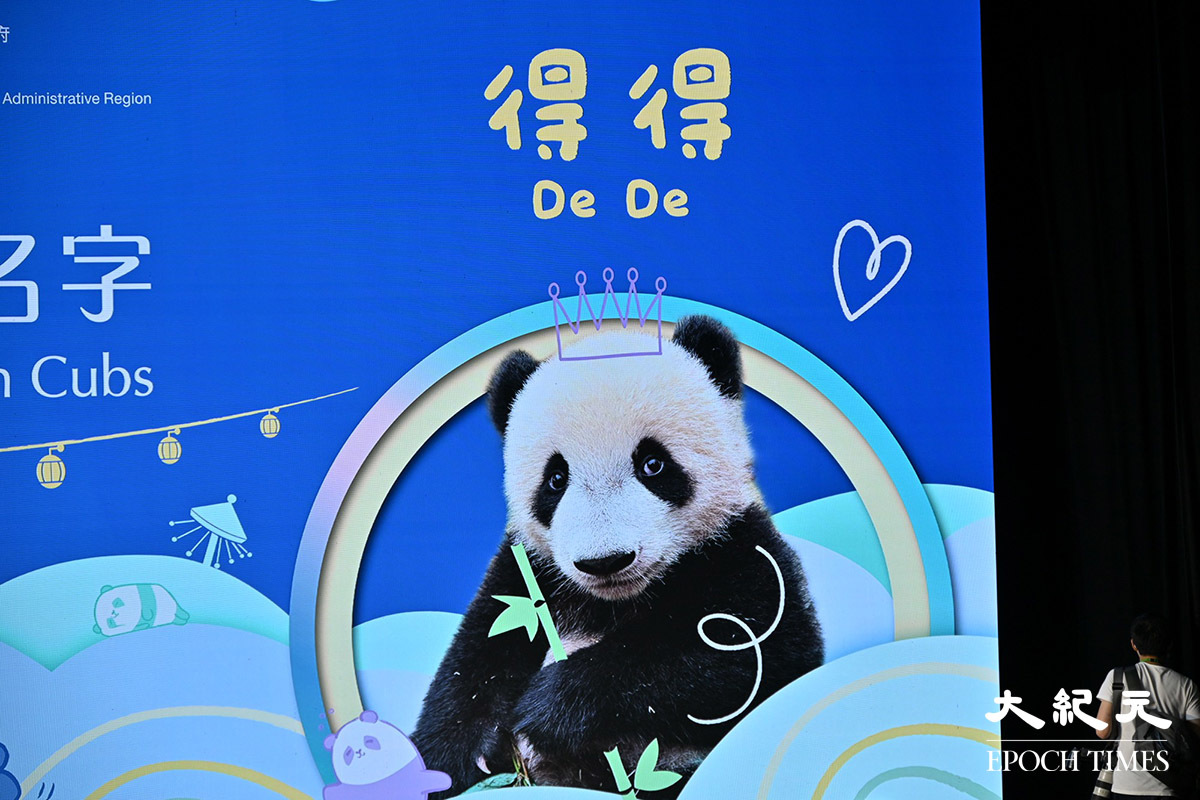 海洋公園今日(27日)公布一對港產大熊貓的新名字，名為「加加」和「得得」。(吳銳略／大紀元)