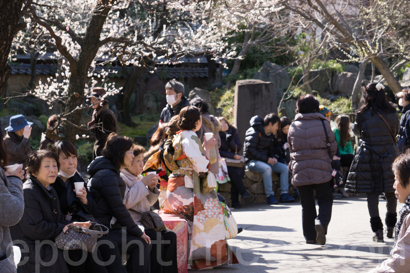 東京著名的賞梅勝地－湯島天滿宮（湯島天神）於2016 年2月8日至3月8日，舉行文京梅花祭，賞梅人絡繹不絕。（盧勇／大紀元）