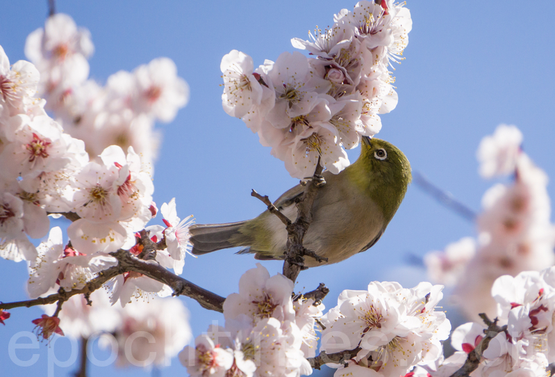 暗綠繡眼鳥（相思）在吸取梅花的蜜汁（盧勇／大紀元）