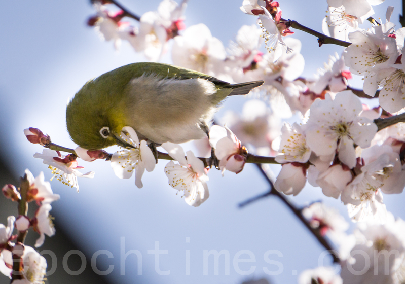 暗綠繡眼鳥（相思）在吸取梅花的蜜汁（盧勇／大紀元）