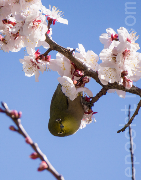 暗綠繡眼鳥（相思）在吸取梅花的蜜汁（盧勇／大紀元）