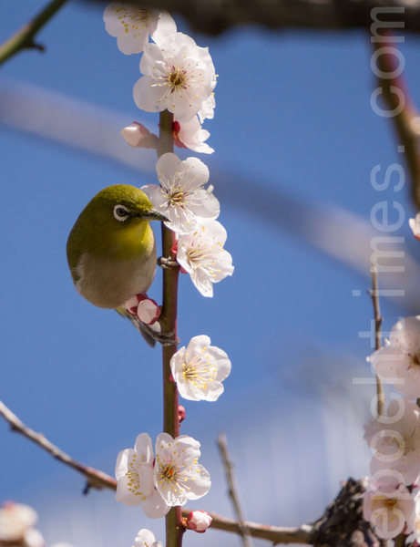 暗綠繡眼鳥（相思）在吸取梅花的蜜汁（盧勇／大紀元）