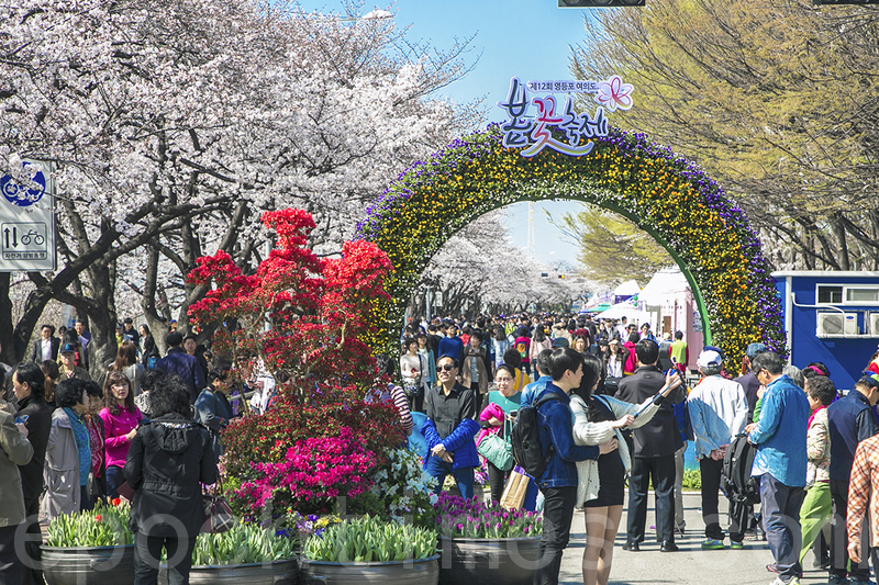 韓國最大春花慶典之一的韓國首爾汝矣島第十二屆春花慶典4月4日開幕，這次慶典為期七天，國內外遊客人山人海，主辦方預估今年賞花遊客可達600萬人。（全景林／大紀元）